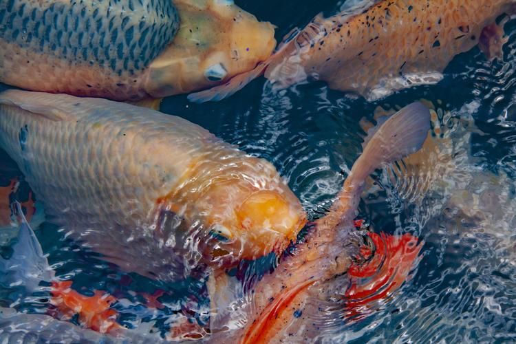 能否提供更多關(guān)于龍魚(yú)張嘴呼吸的圖片（龍魚(yú)張嘴呼吸會(huì)自愈嗎）