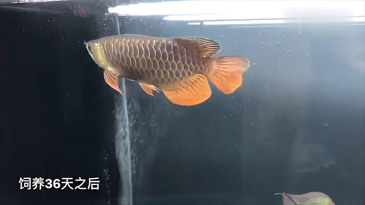 如何判斷過背金龍魚的發(fā)色狀態(tài)（如何判斷金龍魚的發(fā)色狀態(tài)）