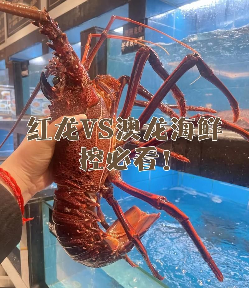 如何區分澳龍和紅龍（澳龍和紅龍哪個更受歡迎澳龍和紅龍哪個更受歡迎）