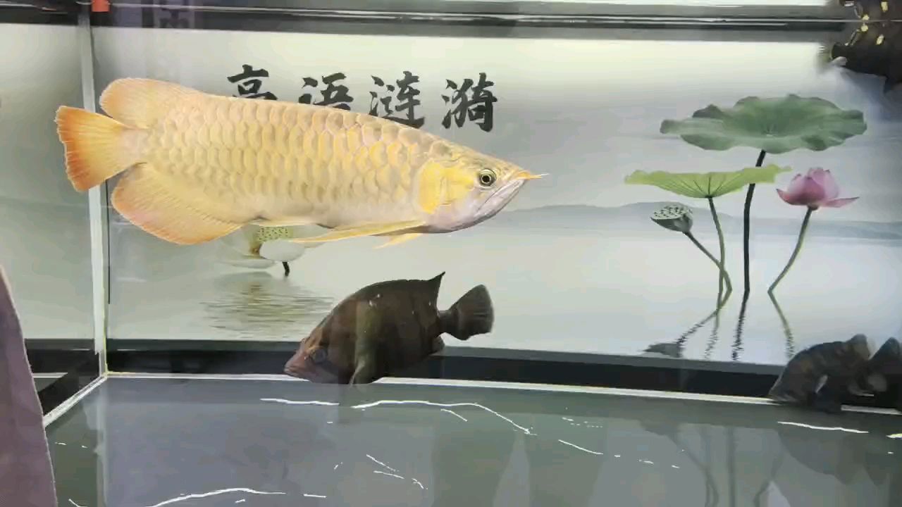 堅(jiān)持愛好（堅(jiān)持愛好對個人成長和心理健康的積極影響）