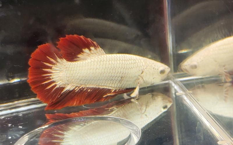 還有哪些頂級紅龍魚品牌（中國紅龍魚品牌有哪些？）