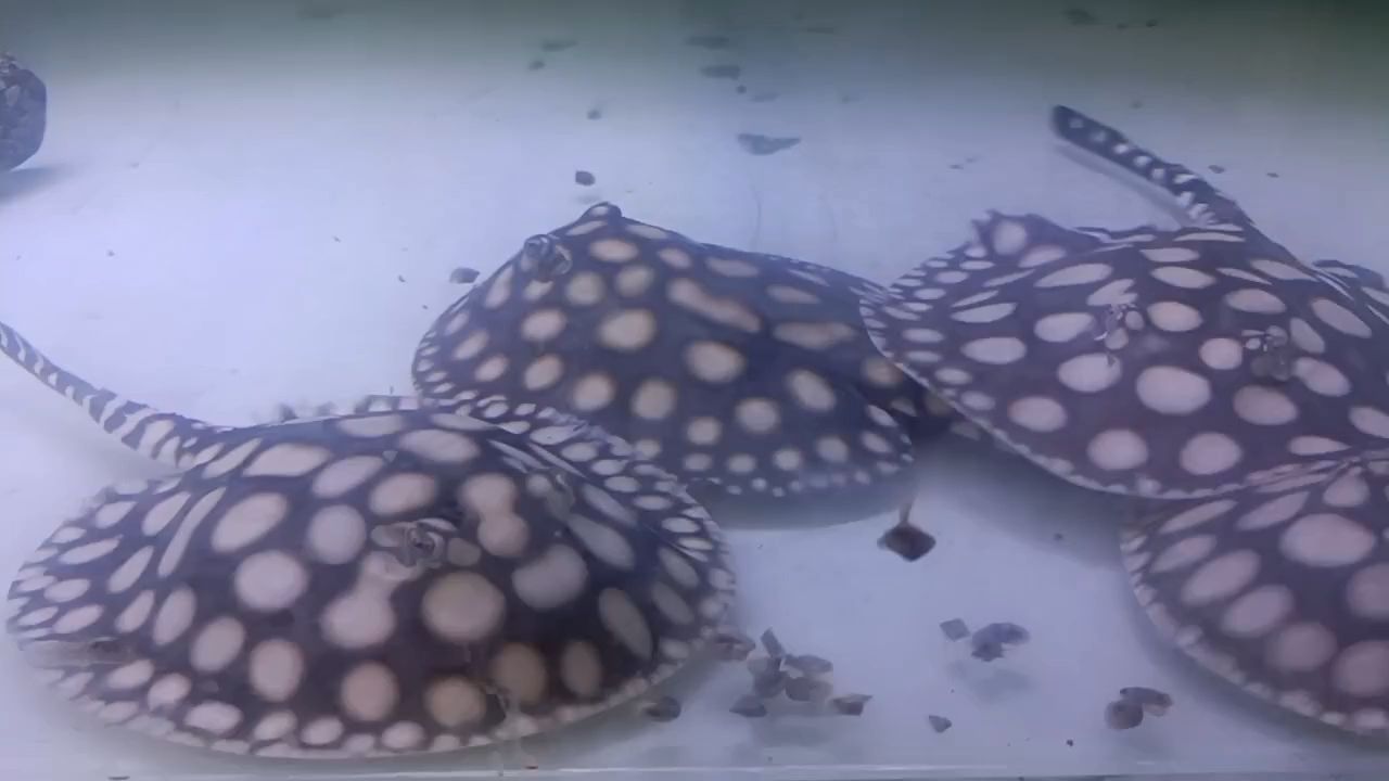 喂魚（[baobao][baobao][baobao][baobao][需手動填充]）