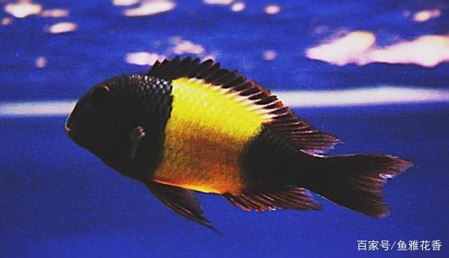 祥龍魚場的黃寬帶蝴蝶魚品質如何？（祥龍魚場的黃寬帶蝴與海水蝴蝶魚分析）