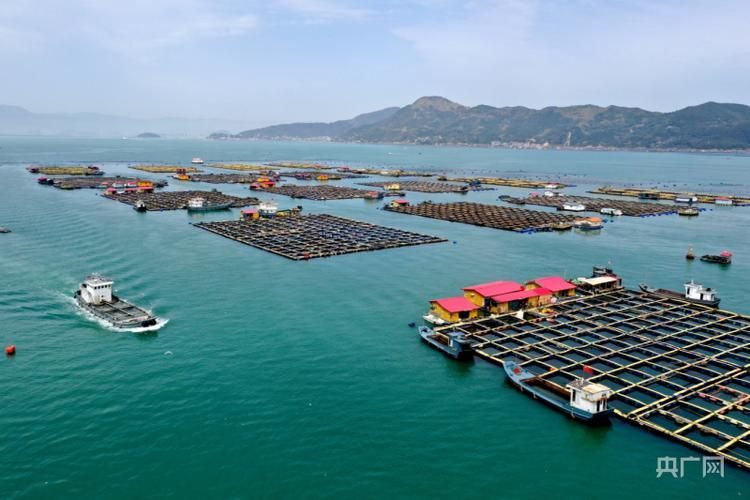 寧德龍魚的養殖技術有哪些？（寧德大黃魚養殖技術）