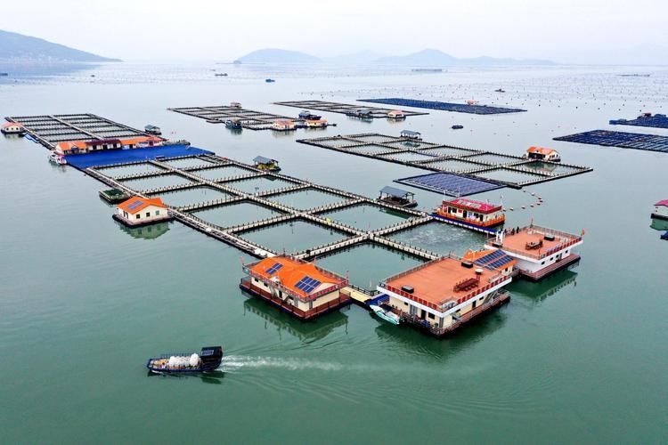寧德龍魚的養殖技術有哪些？（寧德大黃魚養殖技術）