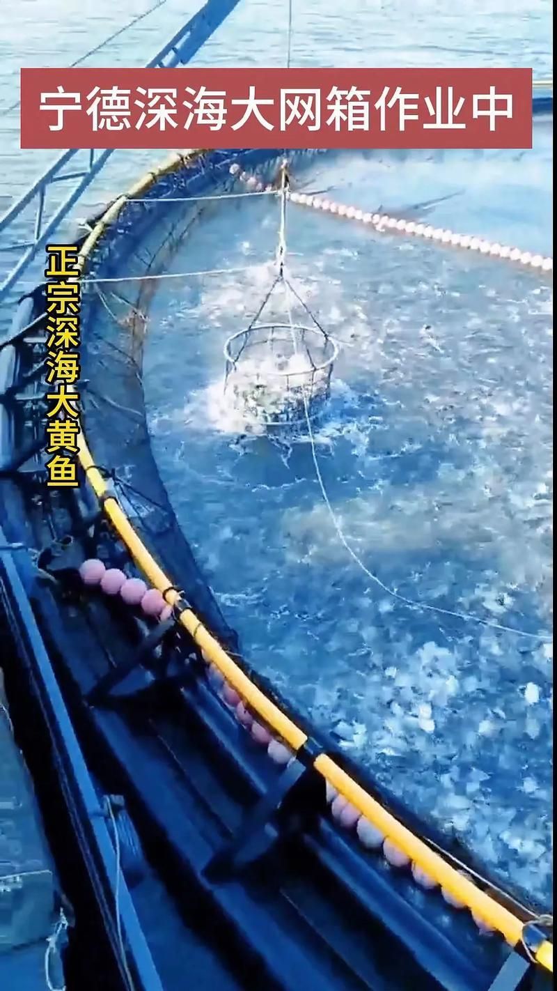 寧德龍魚的養殖技術有哪些？（寧德大黃魚養殖技術）