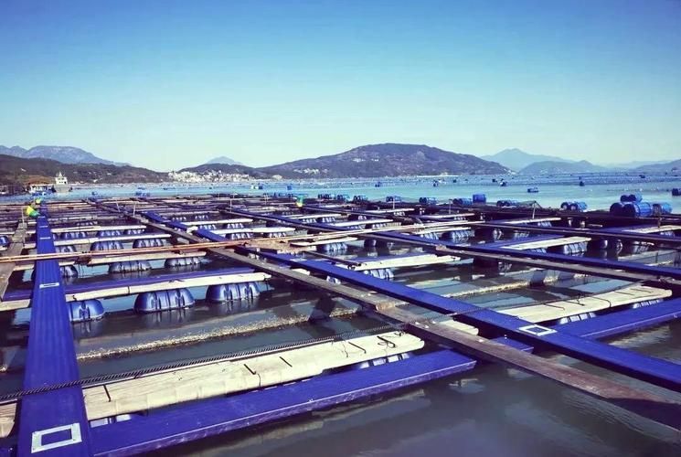 寧德龍魚的養殖技術有哪些？（寧德大黃魚養殖技術）