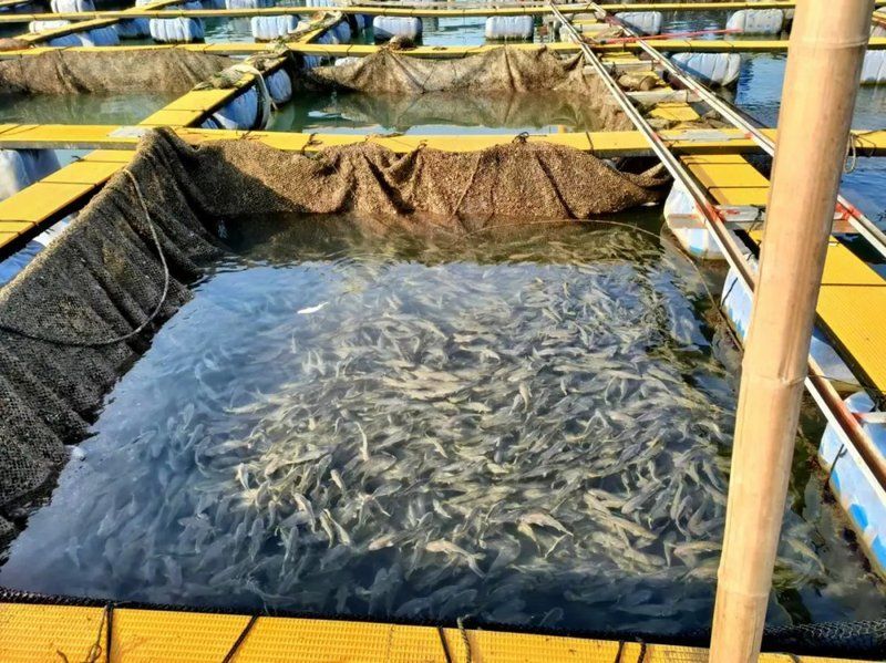 寧德龍魚的養殖技術有哪些？（寧德大黃魚養殖技術）