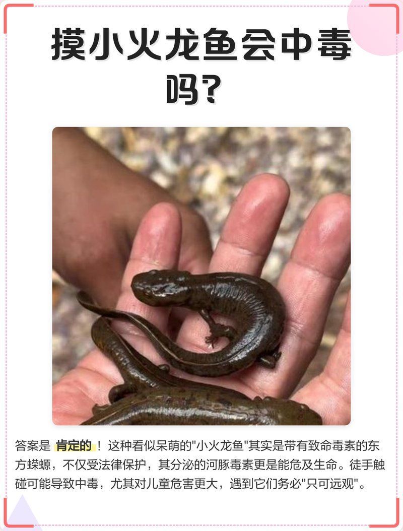 如何安全地接觸小火龍魚（安全接觸小火龍魚）