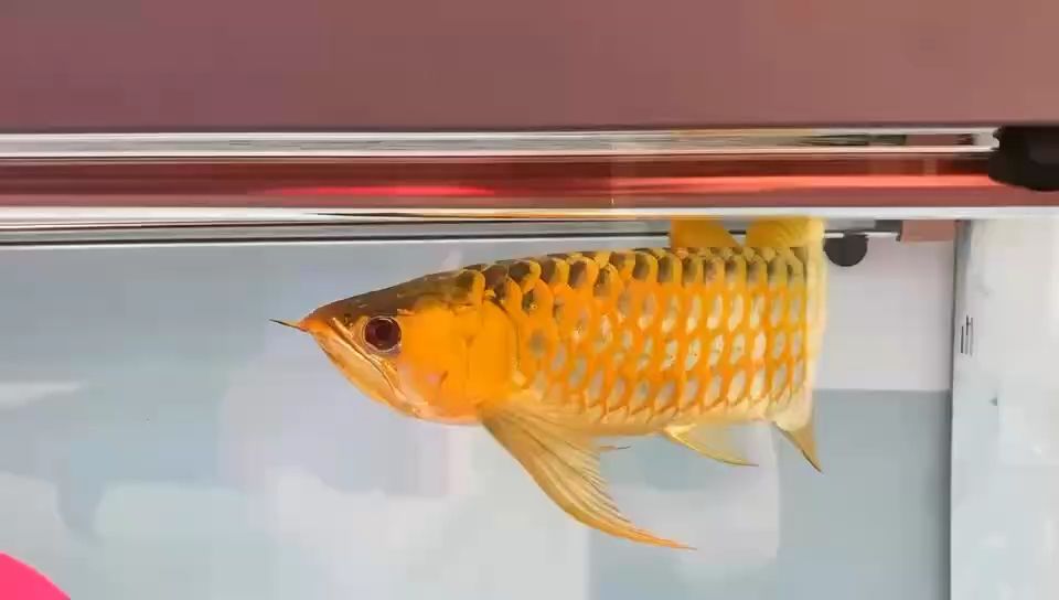 哈哈（哈哈的奧秘：笑聲背后的科學(xué)與心理學(xué)）