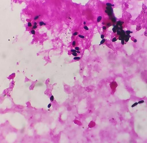 能否提供農(nóng)作物真菌和細(xì)菌的顯微鏡下圖像（關(guān)于農(nóng)作物真菌和細(xì)菌的顯微鏡下圖像的摘要）