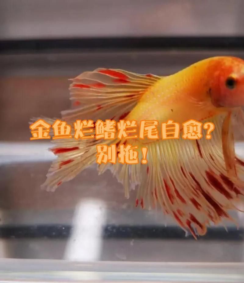 金魚尾巴充血爛尾會自愈嗎（如何判斷金魚尾巴充血是否嚴重）