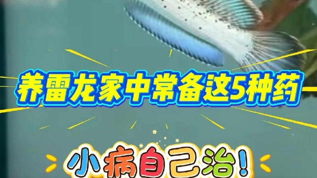 有哪些龍魚專用藥物是必備的（養雷龍家中常備這5種龍魚專用藥物，小病自己治）