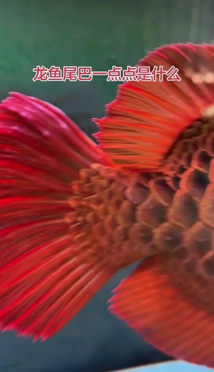 龍魚內寄生蟲多久驅蟲一次（龍魚每6個月進行一次體內驅蟲是科學且廣泛推薦的做法）