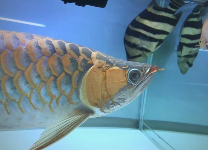 龍魚眼睛凸出來最簡單三個方法（龍魚眼睛凸出怎么辦）