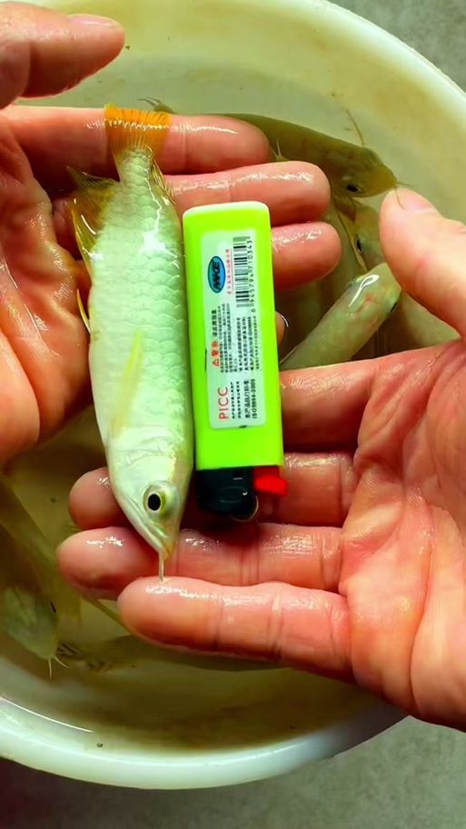 給我一張1-2cm金龍魚幼苗的圖片（如何判斷金龍魚幼苗的品牌）