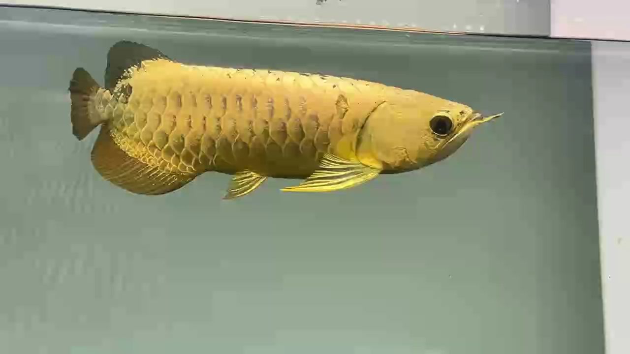 招財(cái)鎮(zhèn)宅，￥4999-34公分（招財(cái)鎮(zhèn)宅風(fēng)水?dāng)[件）