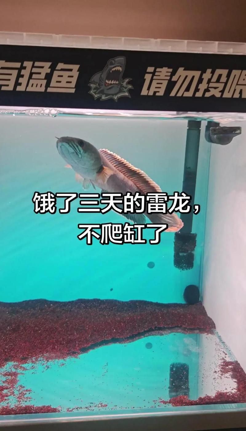 如何判斷雷龍魚是否吃撐（老話騙了——雷龍魚的消化系統）