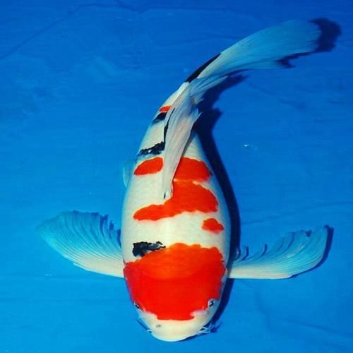 龍鳳魚如何選育（龍鳳錦鯉（即龍鳳魚（即龍鳳魚（即龍鳳錦鯉）的選育流程圖）