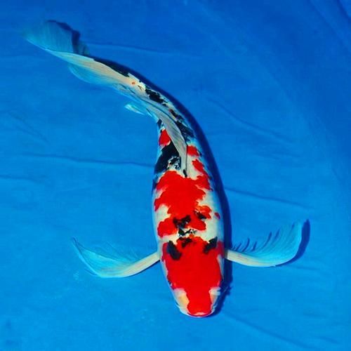 龍鳳魚如何選育（龍鳳錦鯉（即龍鳳魚（即龍鳳魚（即龍鳳錦鯉）的選育流程圖）