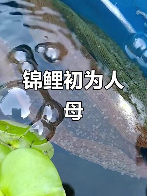 龍鳳魚如何選育（龍鳳錦鯉（即龍鳳魚（即龍鳳魚（即龍鳳錦鯉）的選育流程圖）