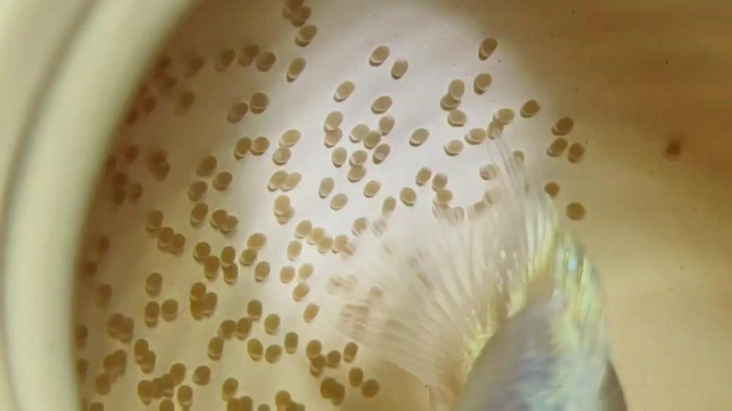 龍鳳魚如何選育（龍鳳錦鯉（即龍鳳魚（即龍鳳魚（即龍鳳錦鯉）的選育流程圖）