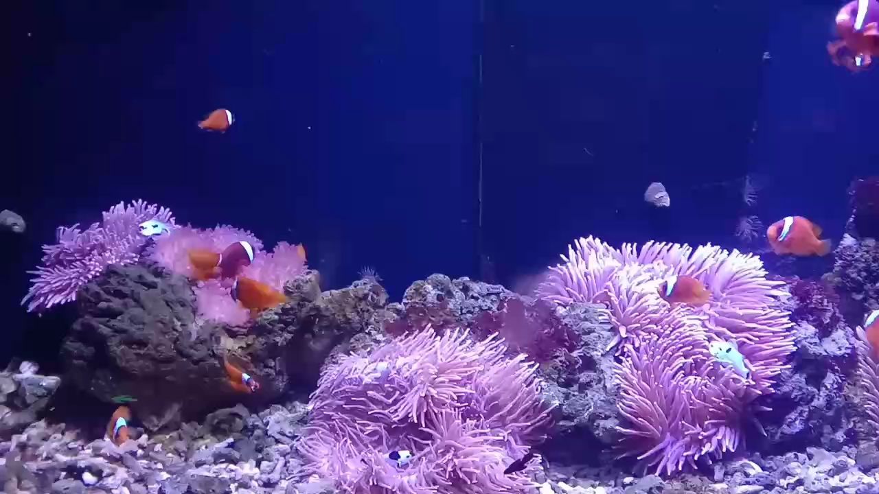 抱一顆平常心（——抱一顆平常心，在快節(jié)奏的現(xiàn)代生活中）