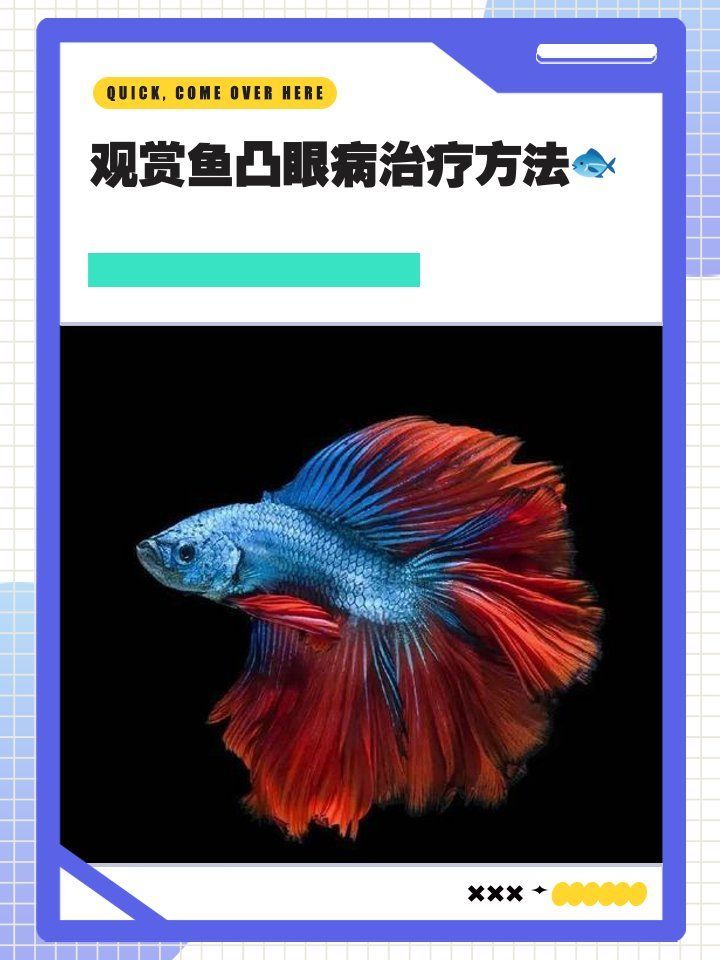 紅龍魚凸眼病多久能治愈（寵物健康日志,紅龍魚凸眼病會自愈嗎,如何判斷紅龍魚凸眼病是否嚴重）