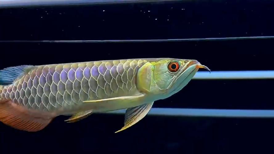 過背金龍珠鱗的市場價格如何（過背金龍魚多久能滿珠鱗）