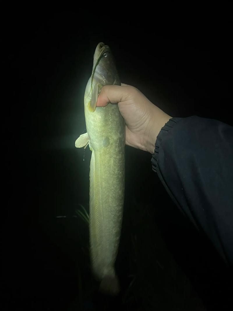 如何找到高清的年魚圖片（如何找到高清年魚圖片）