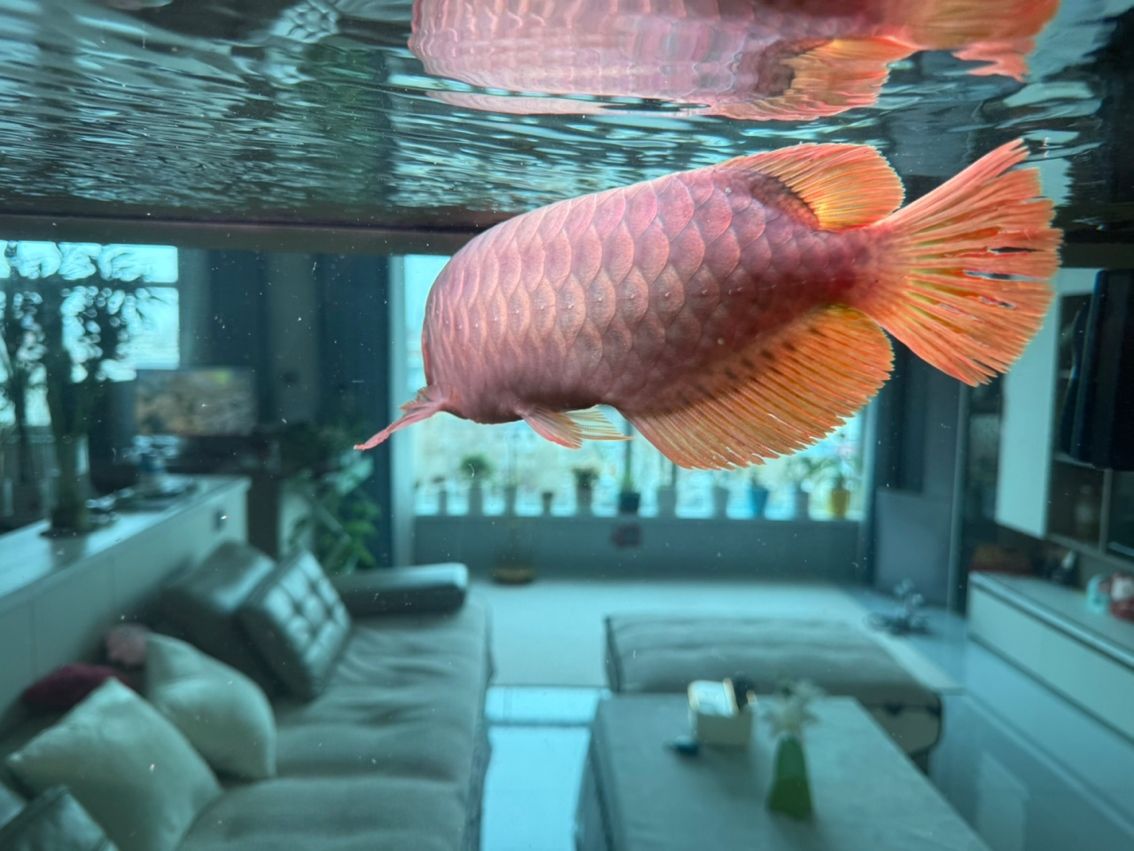 有哪些著名的過背金龍魚魚場（中國過背金龍魚場有哪些？）