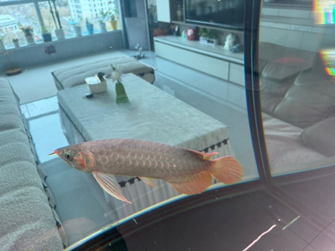 有哪些著名的過背金龍魚魚場（中國過背金龍魚場有哪些？）