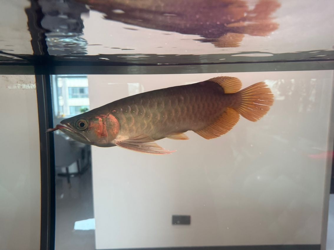 有哪些著名的過背金龍魚魚場（中國過背金龍魚場有哪些？）