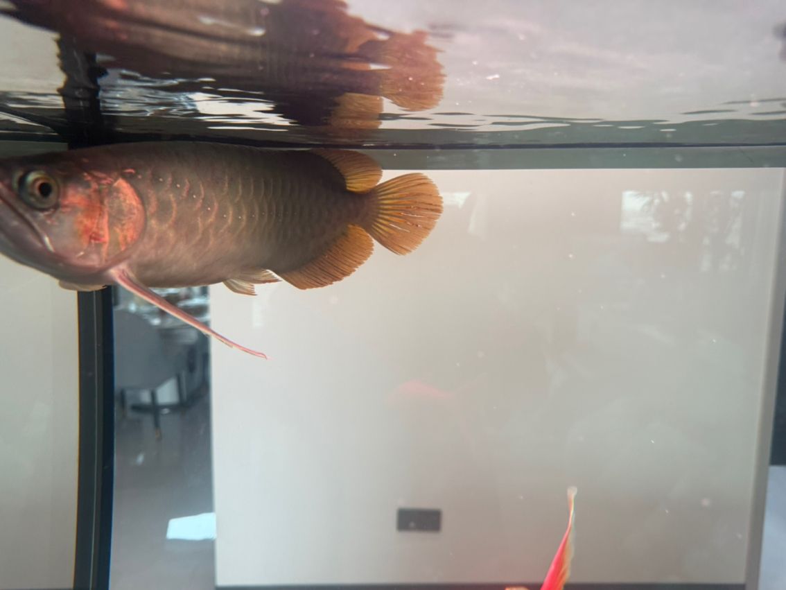 有哪些著名的過背金龍魚魚場（中國過背金龍魚場有哪些？）