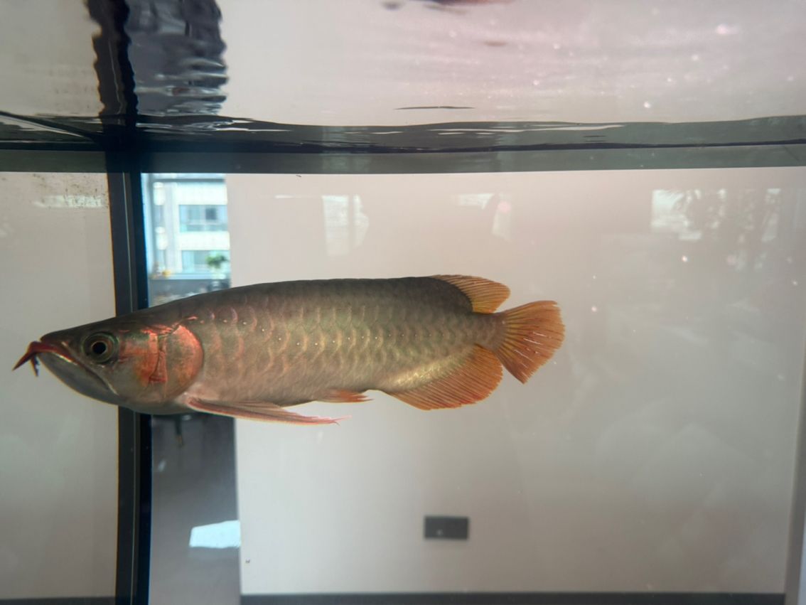 有哪些著名的過背金龍魚魚場（中國過背金龍魚場有哪些？）