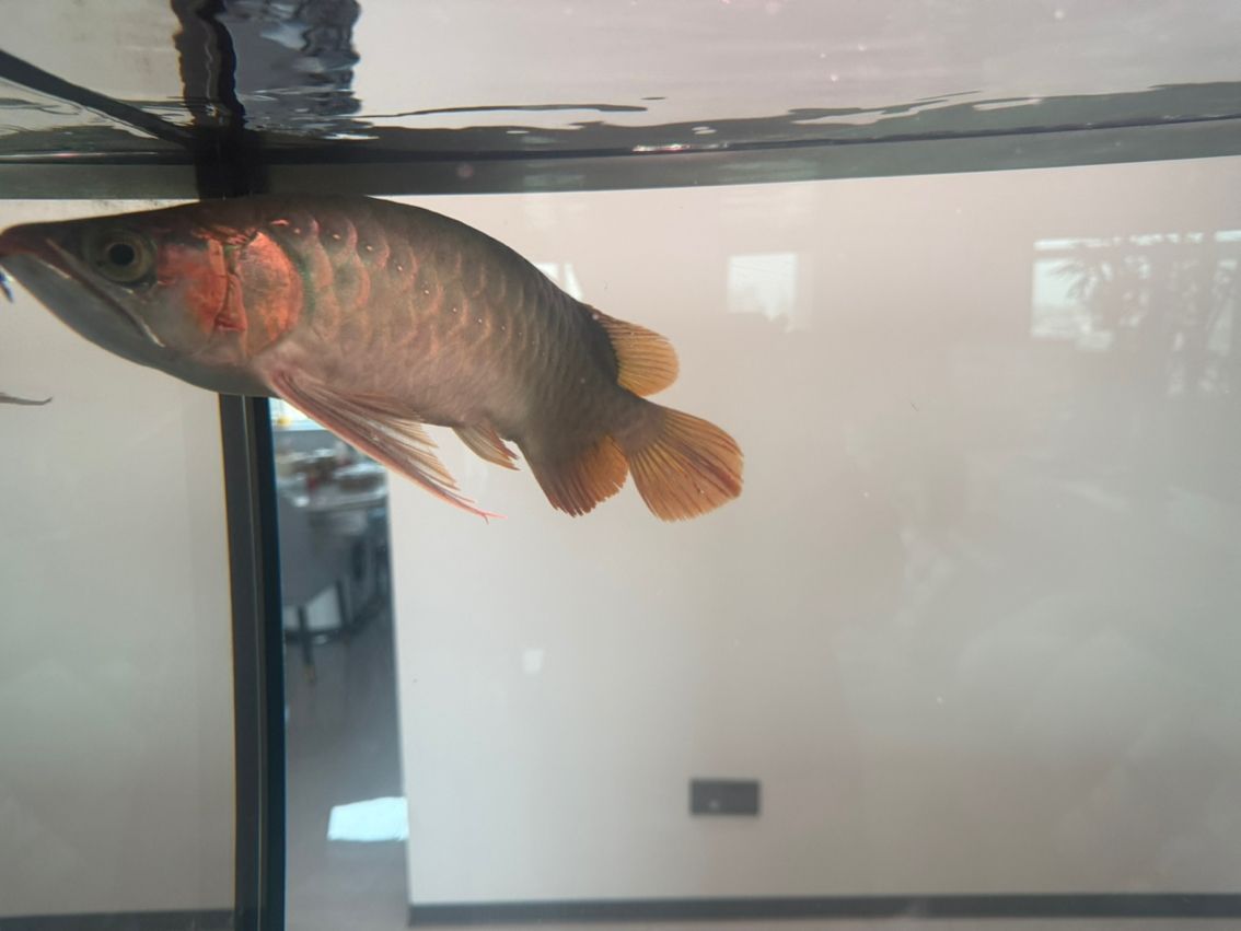 有哪些著名的過背金龍魚魚場（中國過背金龍魚場有哪些？）