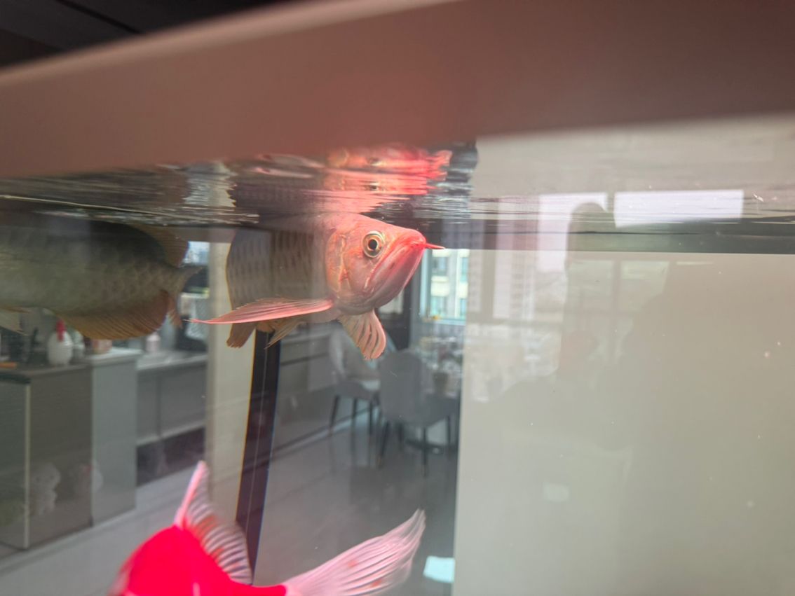 有哪些著名的過背金龍魚魚場（中國過背金龍魚場有哪些？）