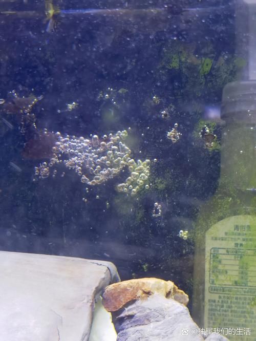如何預防魚缸中的氣泡病？（魚缸氣泡病的科學預防）