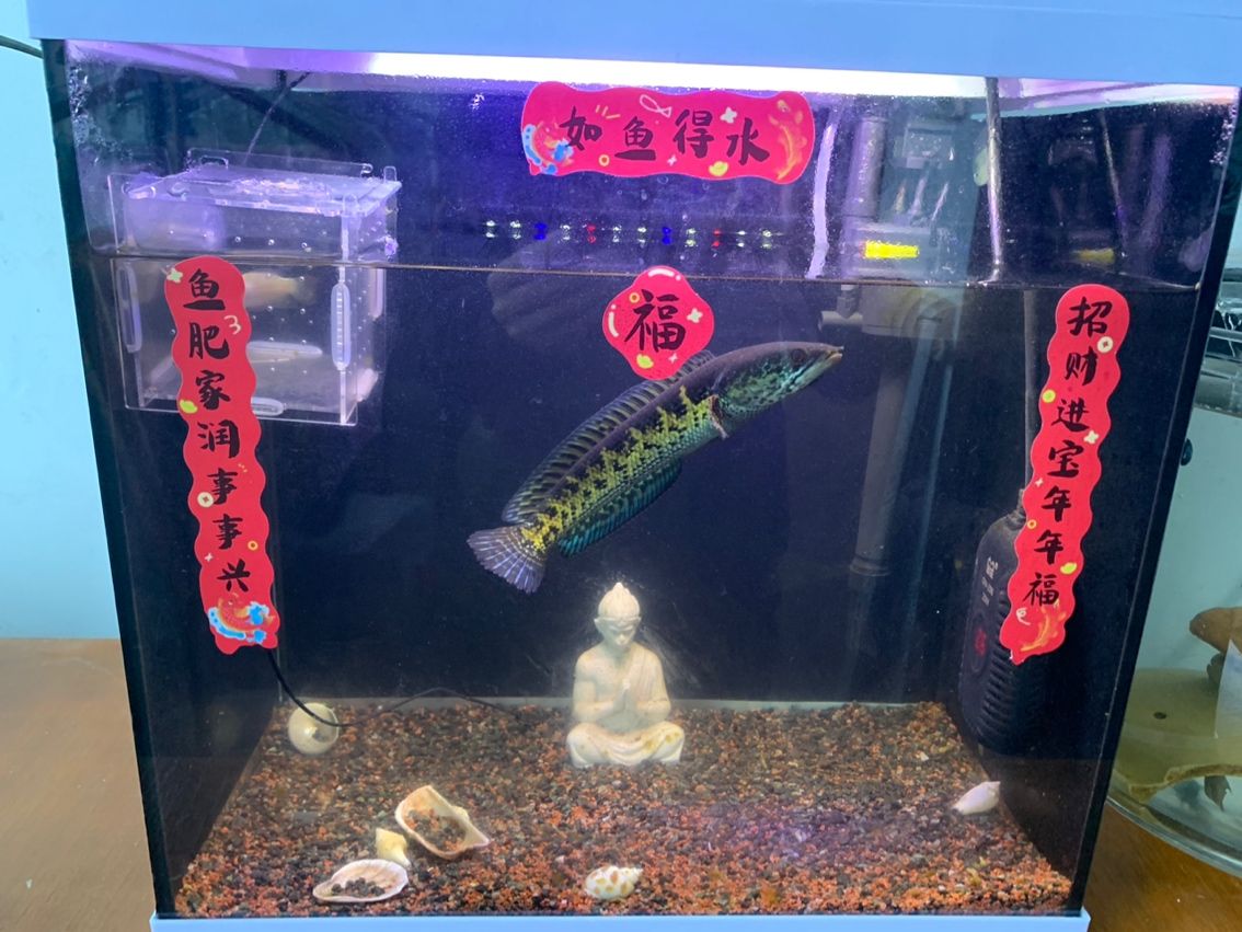 魚吐福氣。（吐福氣是一句寓意吉祥的俗語，通常用來祝福他人）