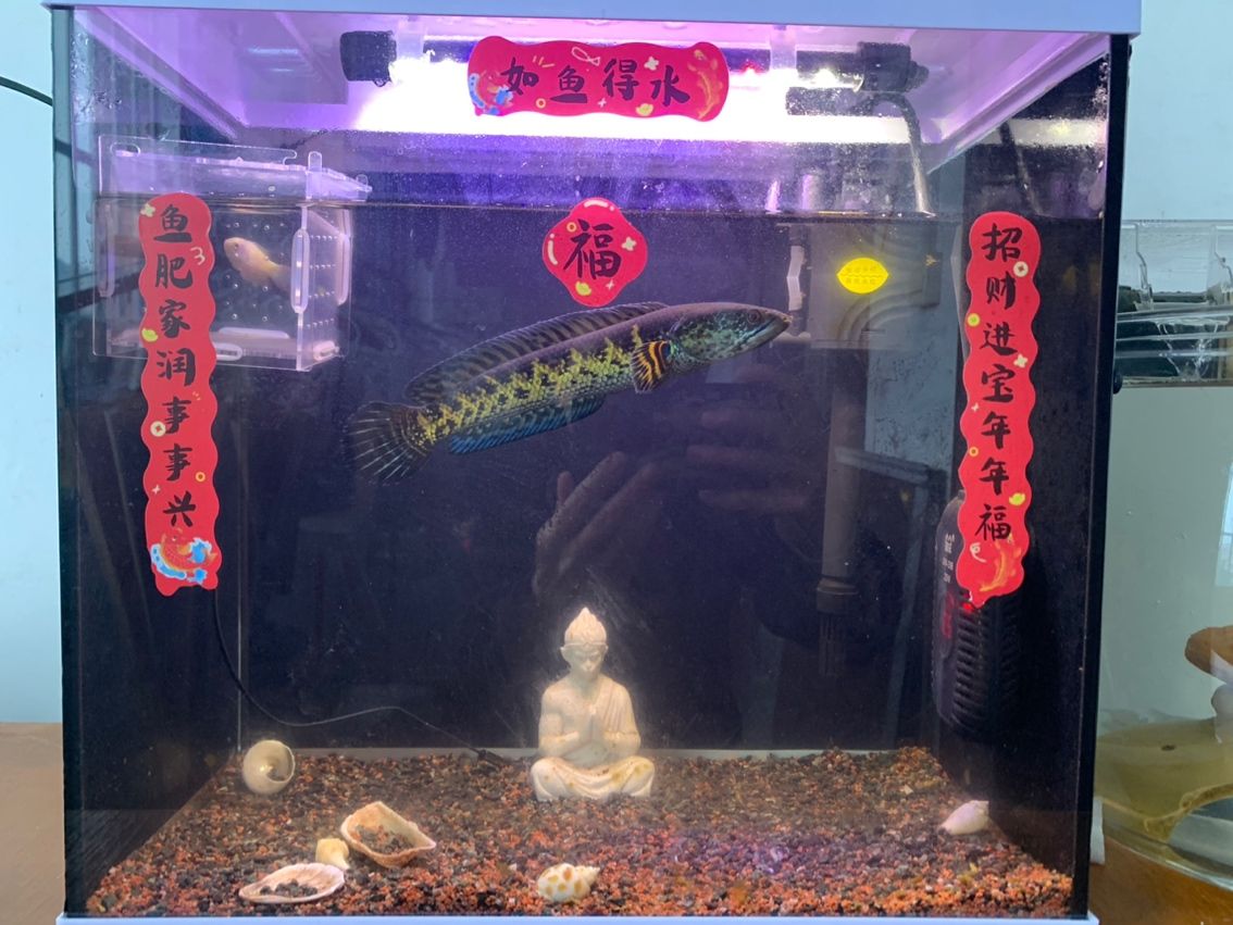 魚吐福氣。（吐福氣是一句寓意吉祥的俗語，通常用來祝福他人）