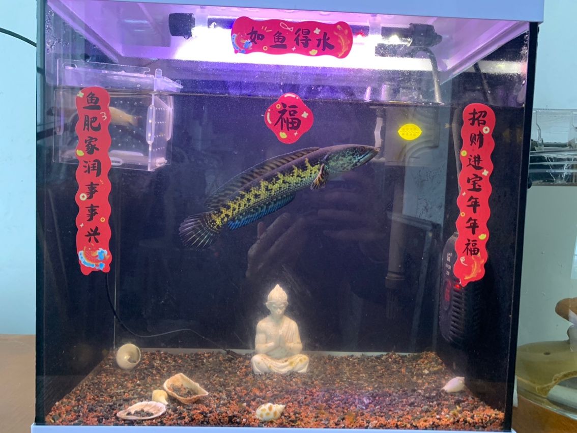 魚吐福氣。（吐福氣是一句寓意吉祥的俗語，通常用來祝福他人）