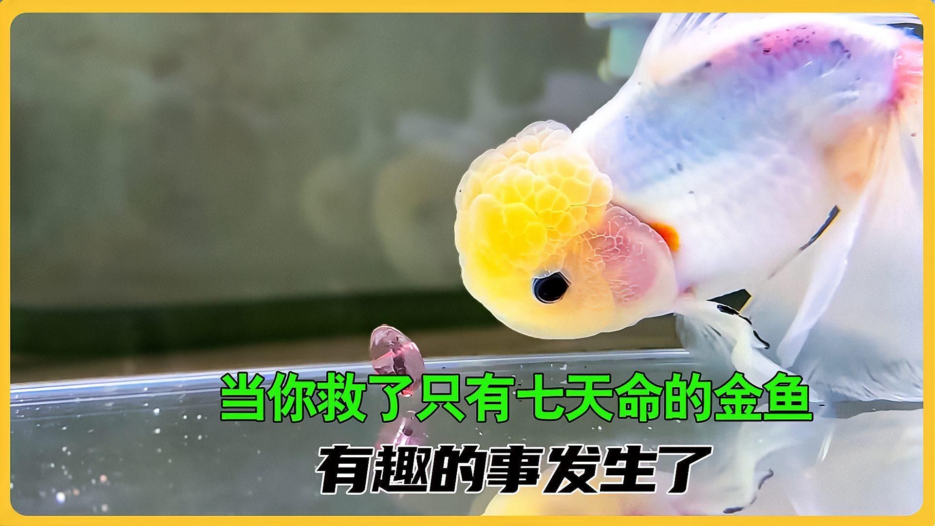 金魚受傷后需要哪些特殊護理（如何判斷金魚受傷后多久會恢復）