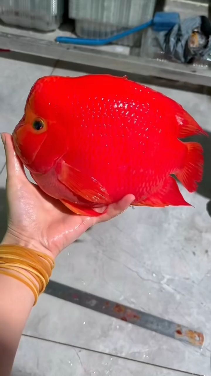 紅財神（紅財神的形象經(jīng)常出現(xiàn)在各種節(jié)日慶典、廟會活動中的財神）