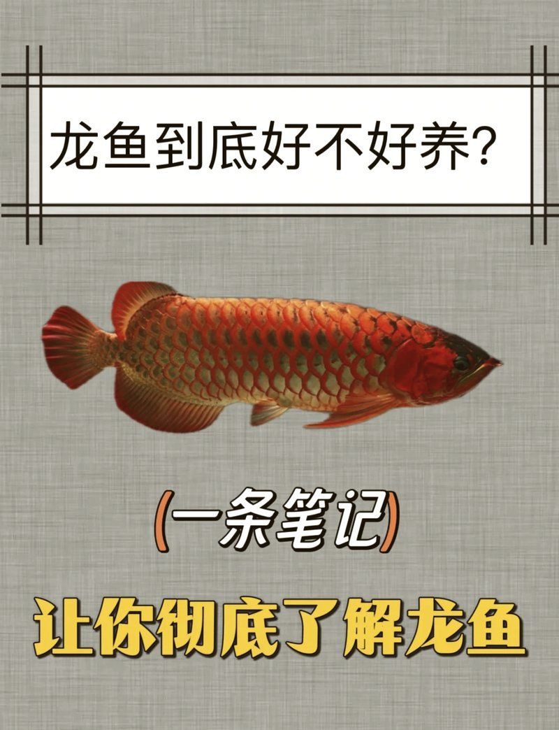 中國紅龍魚的飼養方法（紅龍魚飼養全攻略）
