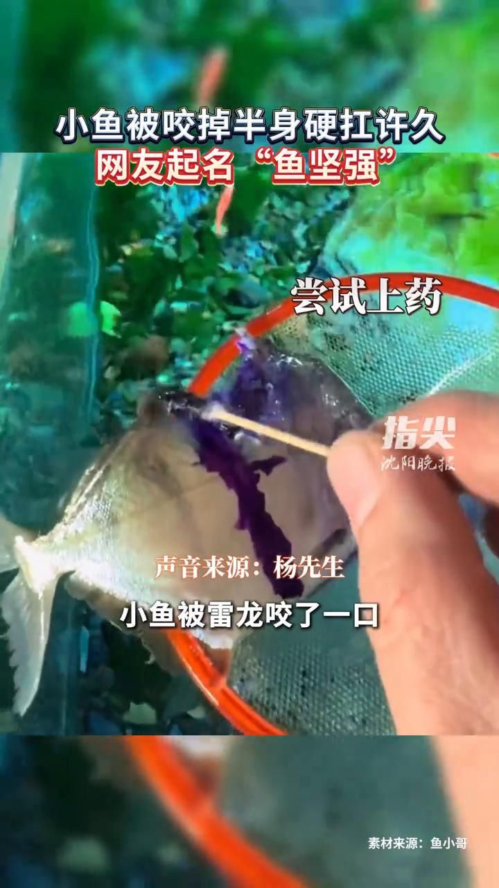 魚(yú)被咬后多久會(huì)恢復(fù)（小魚(yú)兒天地，00:27）