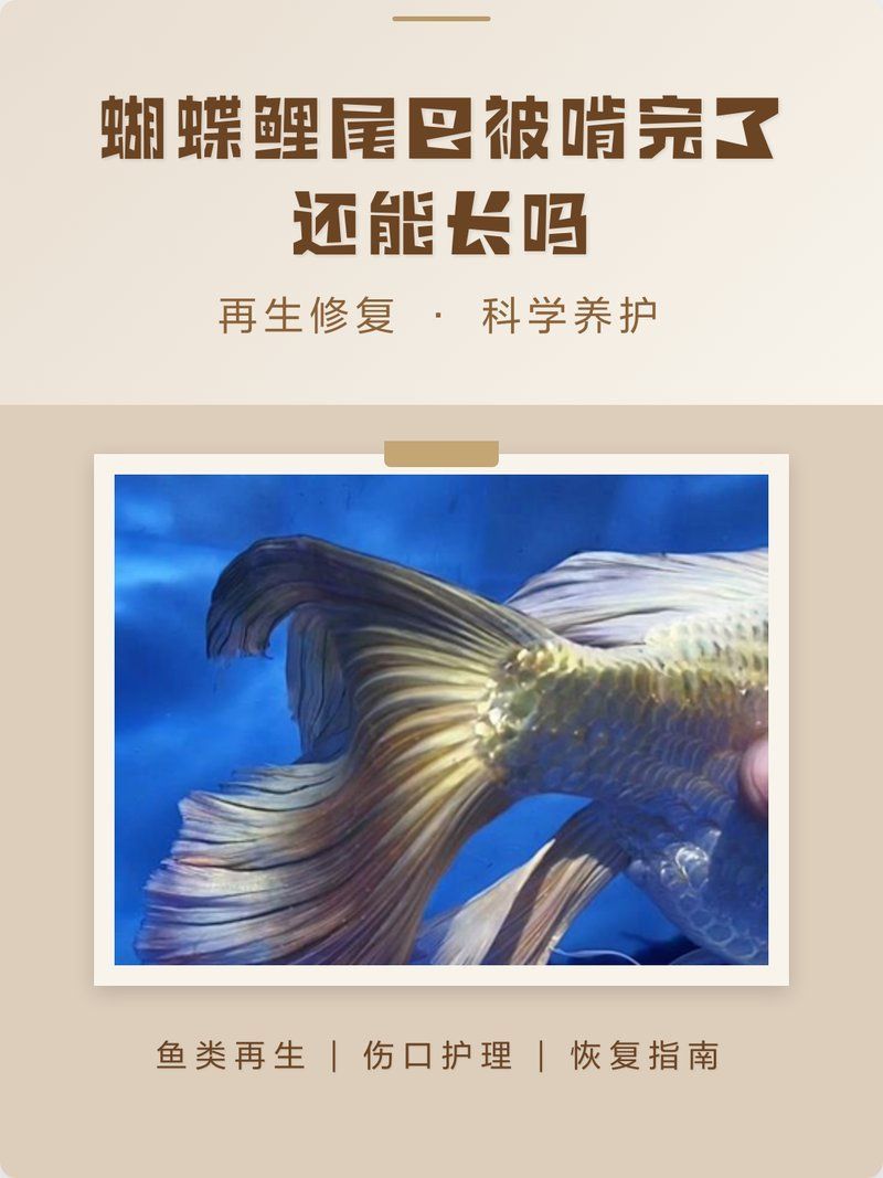 魚(yú)被咬后多久會(huì)恢復(fù)（小魚(yú)兒天地，00:27）