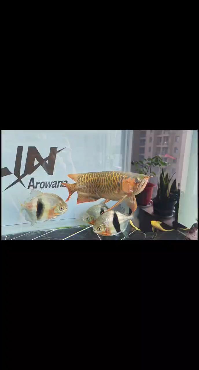 打卡（打卡系統可以確保員工按時上下班而在學?；蚣彝キh境中）