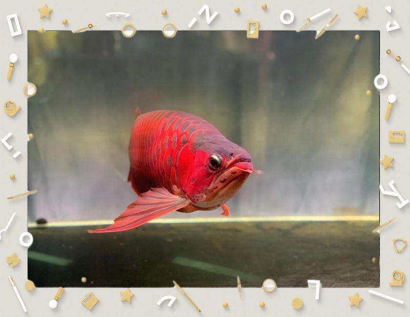 紅龍幼苗養殖技巧（紅龍幼苗養殖技巧詳解紅龍幼苗養殖技巧詳解（1000字+圖文指導））