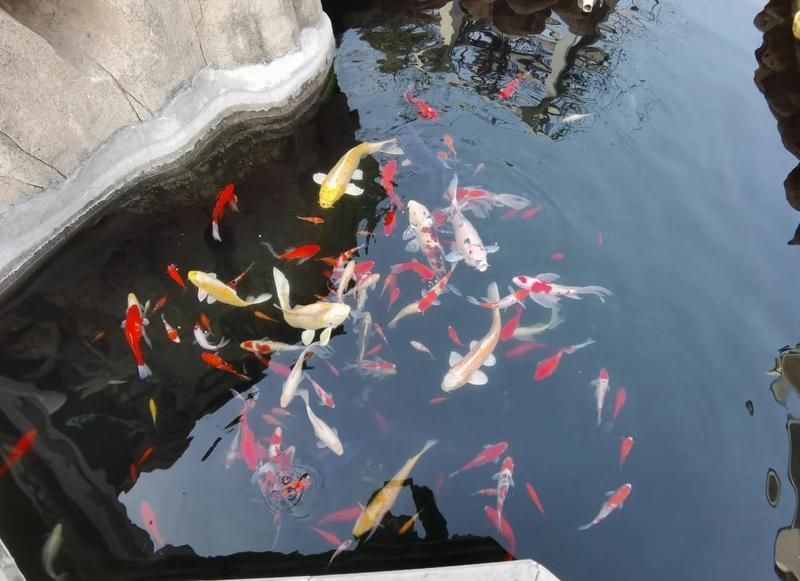 如何挑選適合初學(xué)者的觀賞魚(yú)（新手養(yǎng)魚(yú)的第一目標(biāo)不是“最漂亮”，而是“能活下來(lái)”）