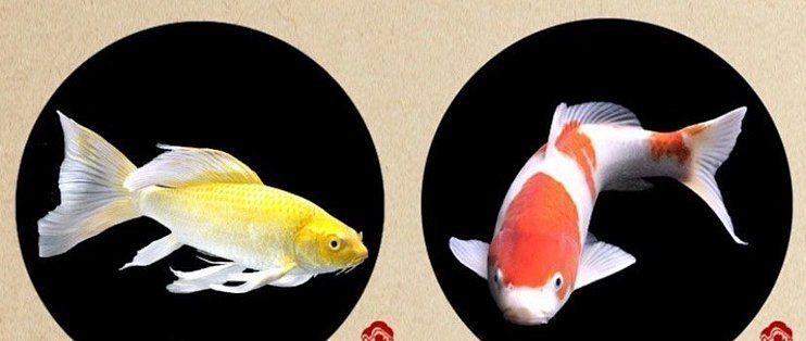 如何挑選適合初學(xué)者的觀賞魚(yú)（新手養(yǎng)魚(yú)的第一目標(biāo)不是“最漂亮”，而是“能活下來(lái)”）